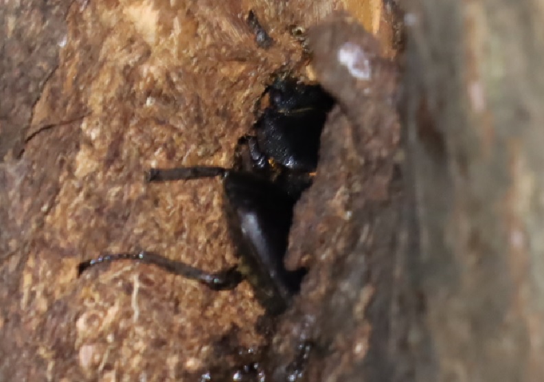 ヒラタクワガタペア（今年２5、26回目の遭遇）_その他の洞があるヤナギ－ヤナギ林_2023年6月16日20時20分 気温22.７度